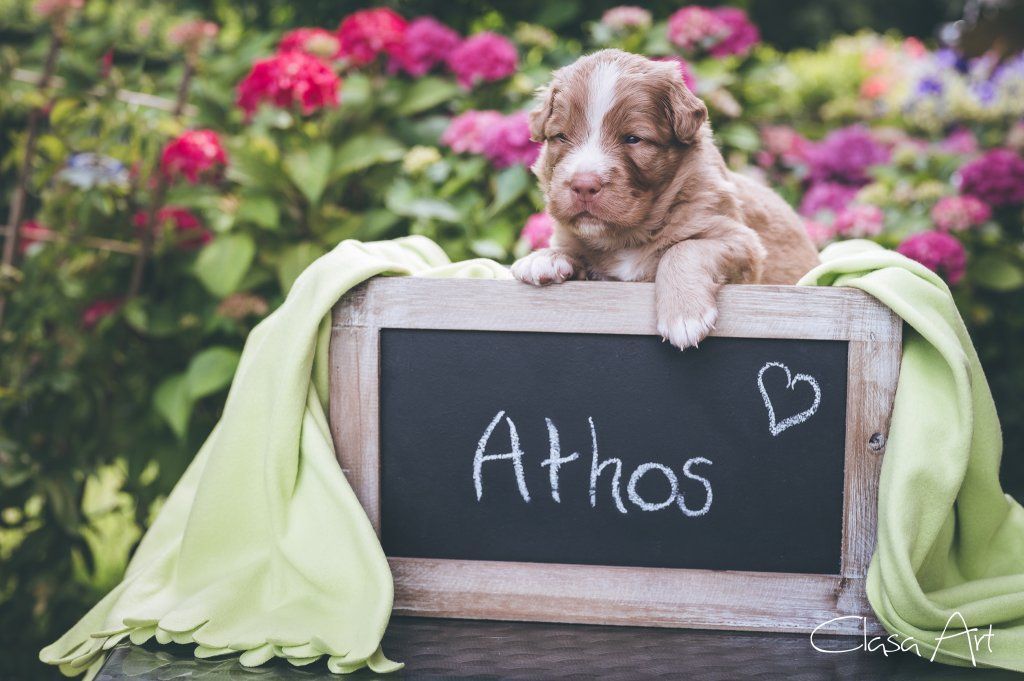 Passion And Fire NSDT Retriever