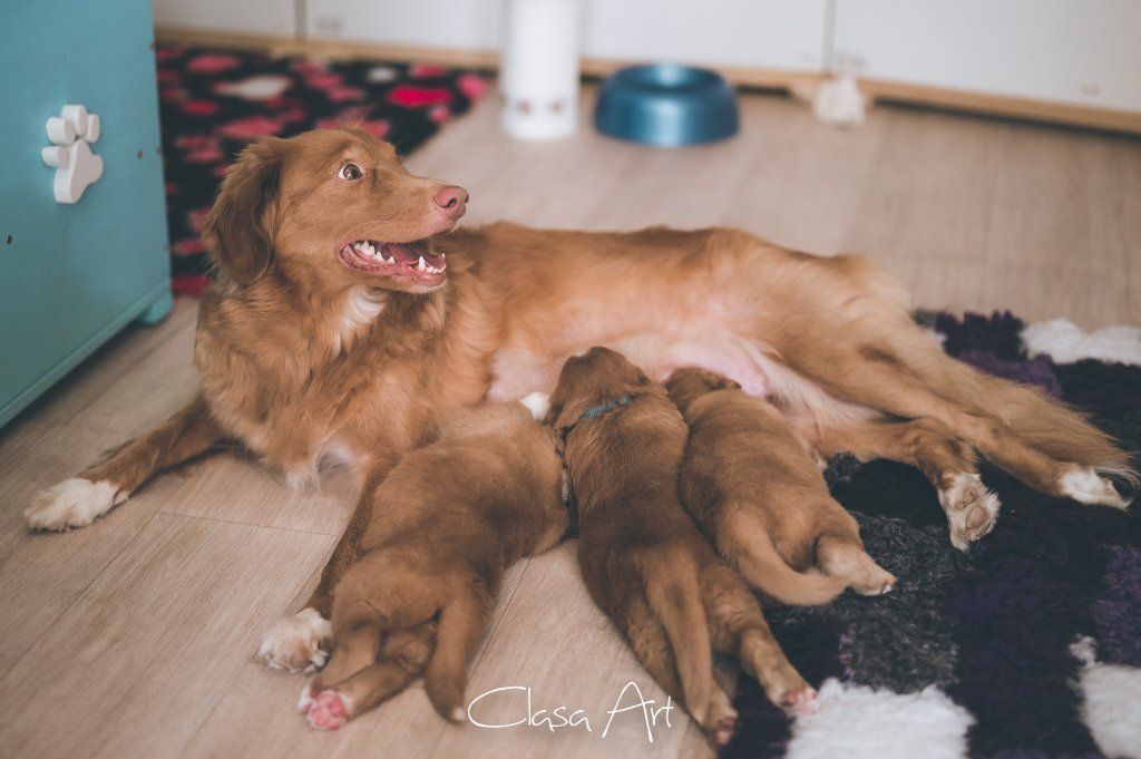 Passion And Fire NSDT Retriever