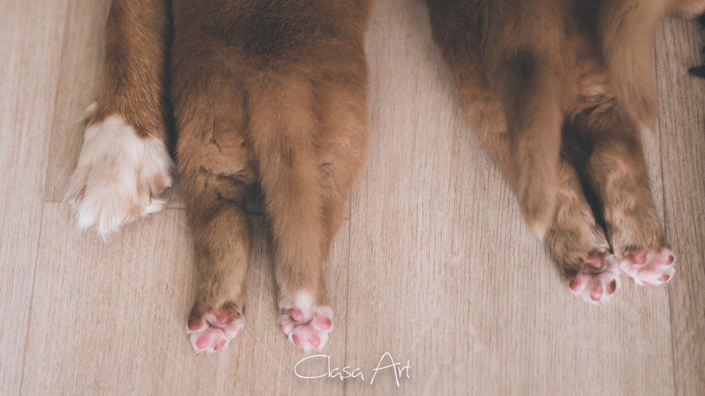 Passion And Fire NSDT Retriever