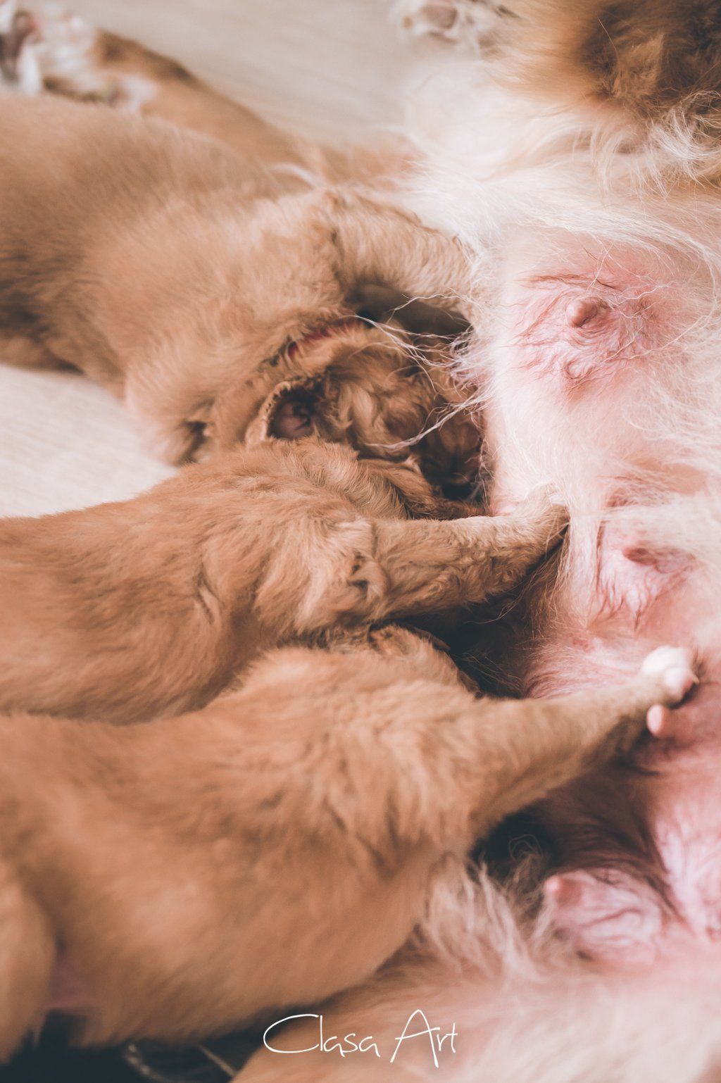 Passion And Fire NSDT Retriever