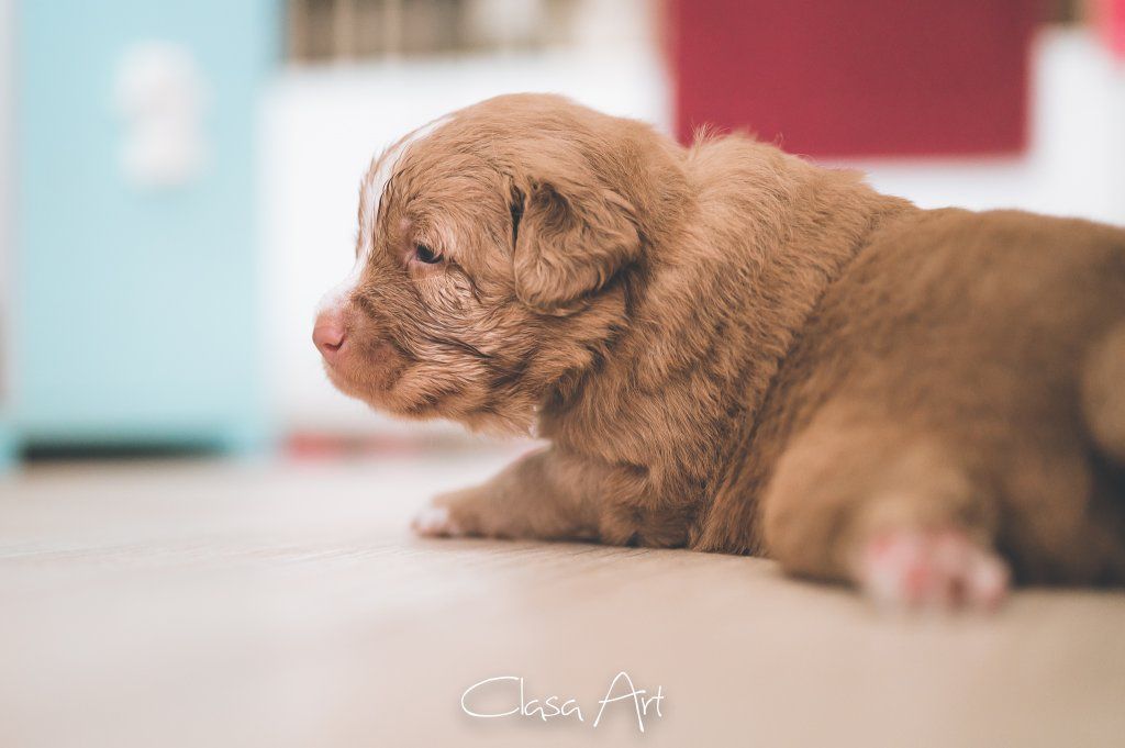 Passion And Fire NSDT Retriever