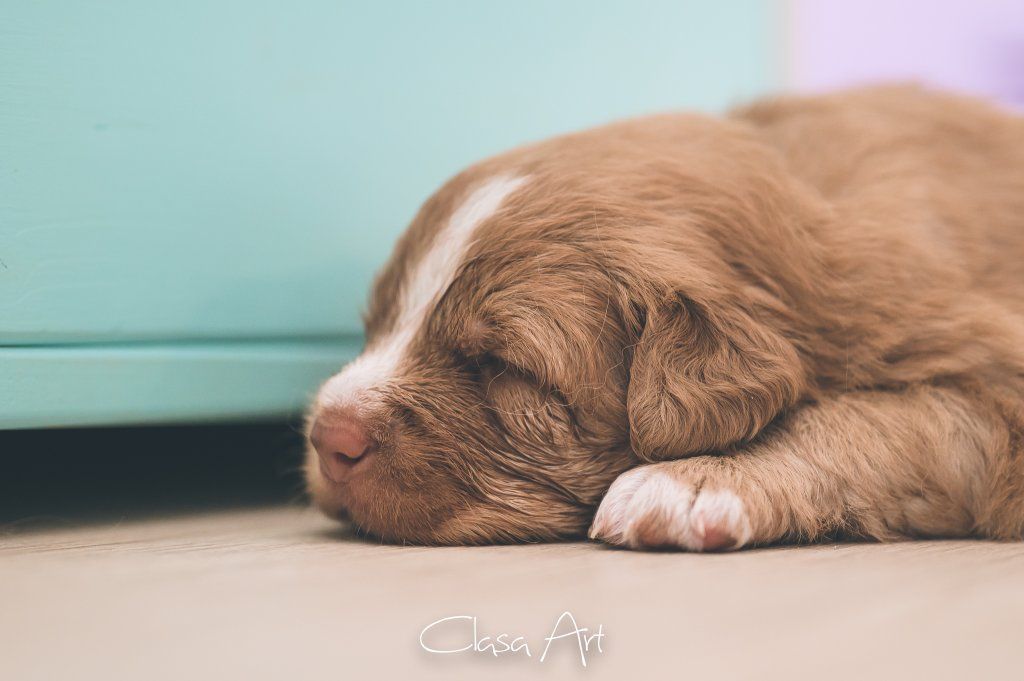 Passion And Fire NSDT Retriever