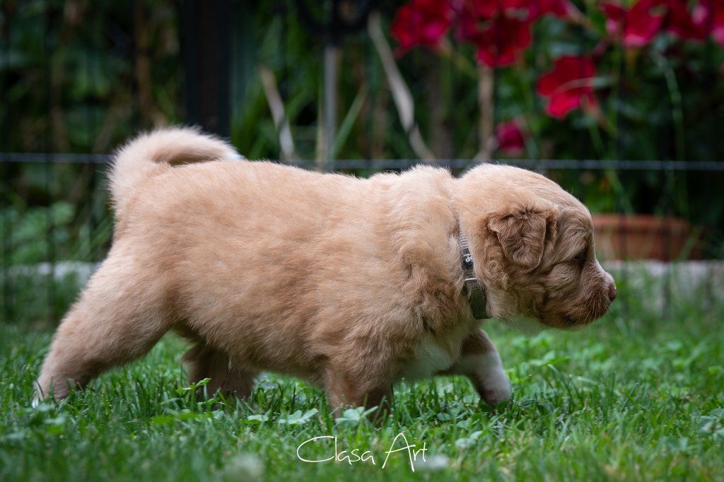 Passion And Fire NSDT Retriever