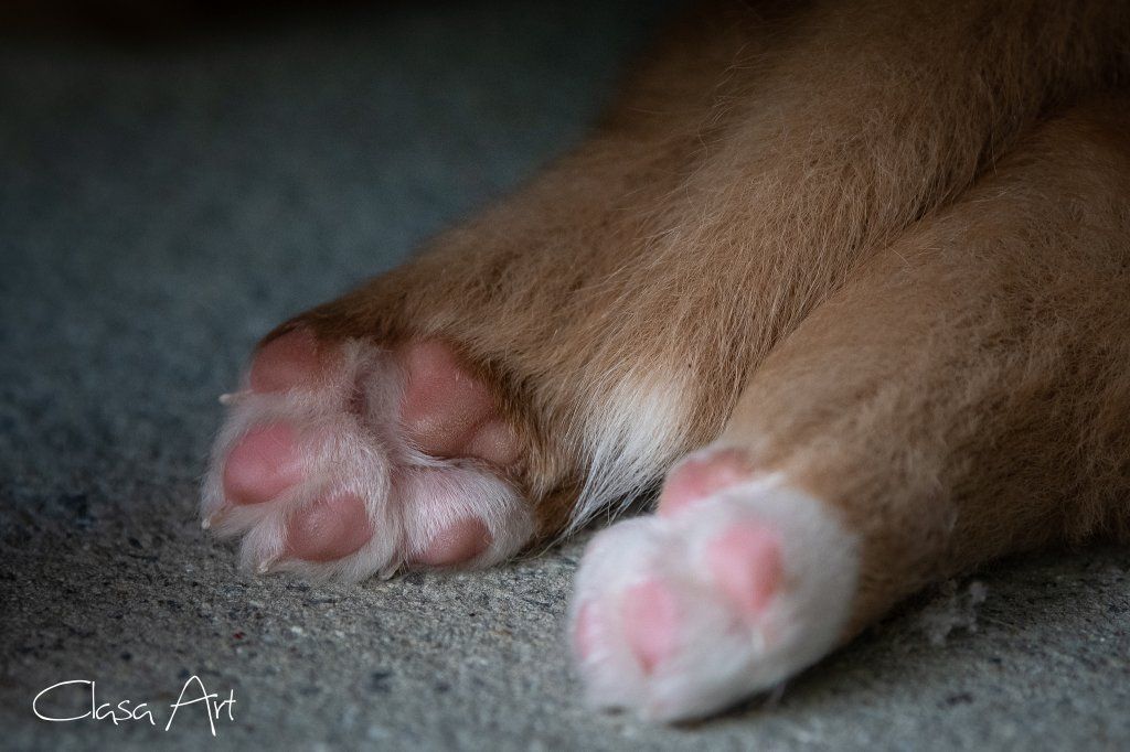 Passion And Fire NSDT Retriever