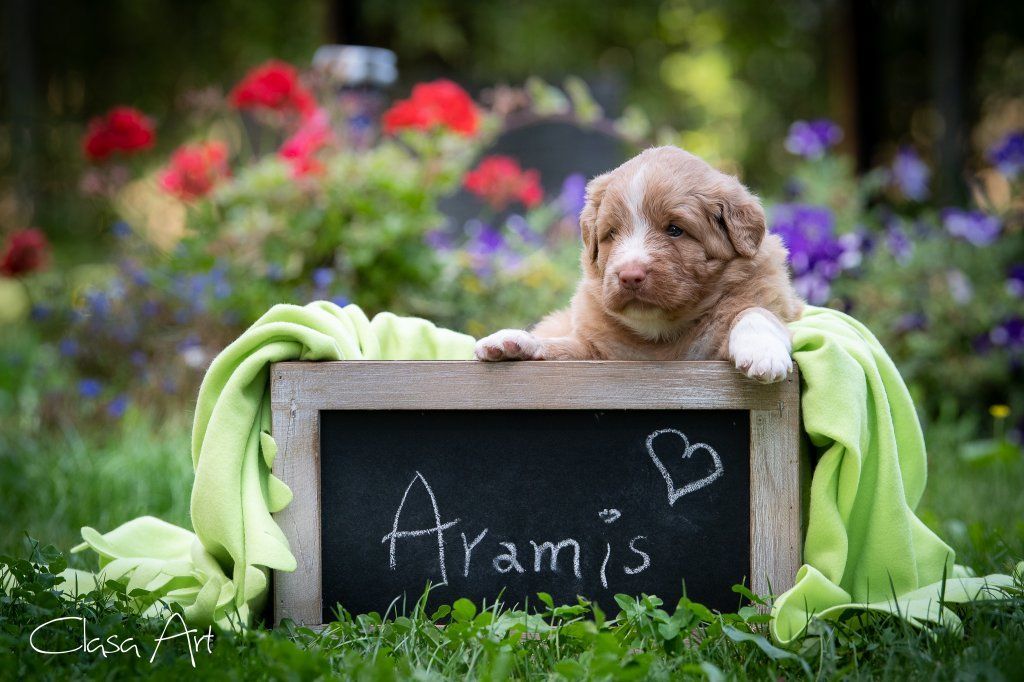 Passion And Fire NSDT Retriever