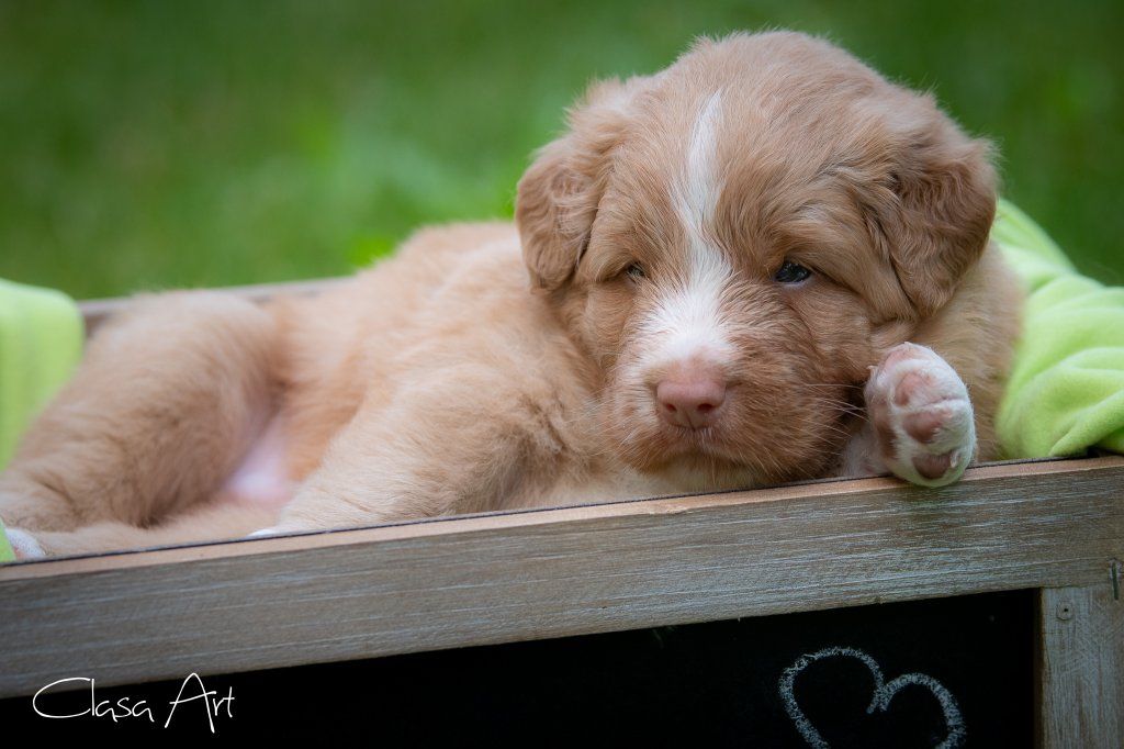 Passion And Fire NSDT Retriever