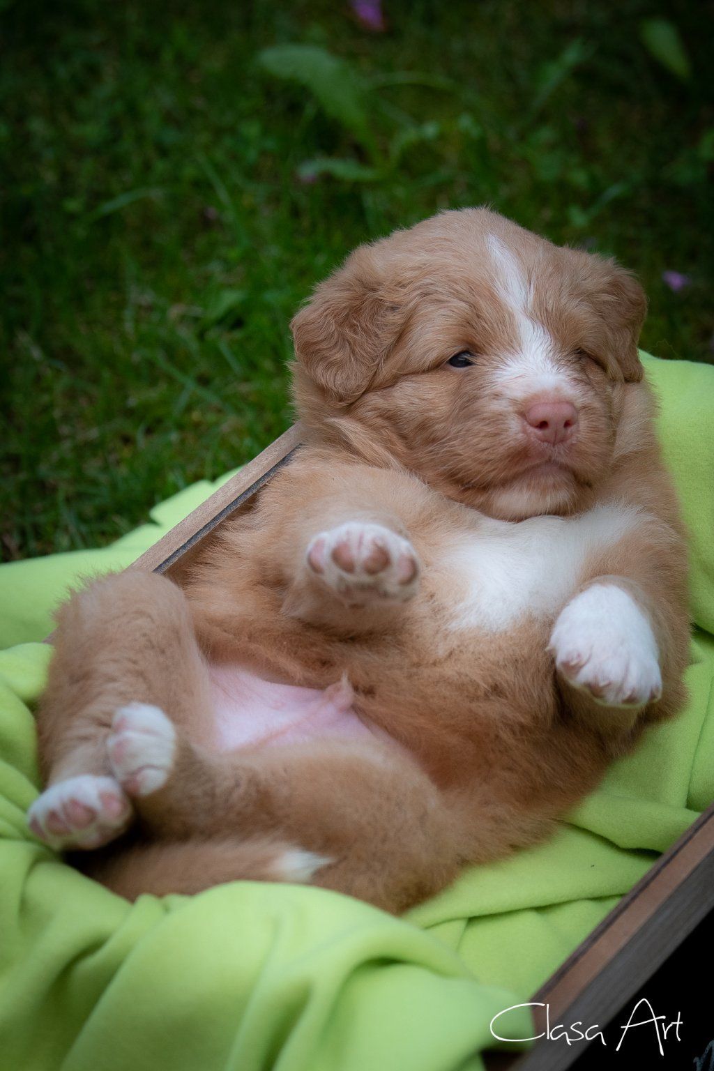 Passion And Fire NSDT Retriever