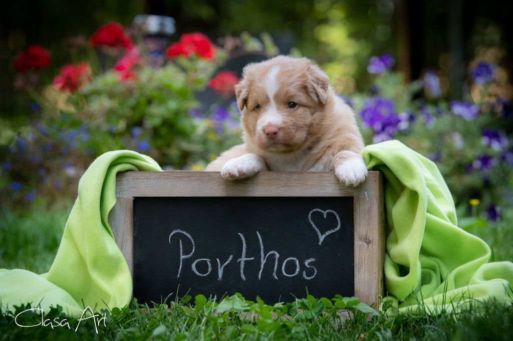 Passion And Fire NSDT Retriever