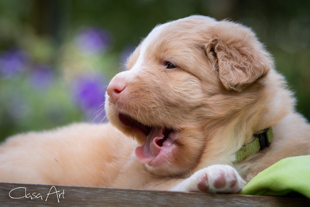 Passion And Fire NSDT Retriever