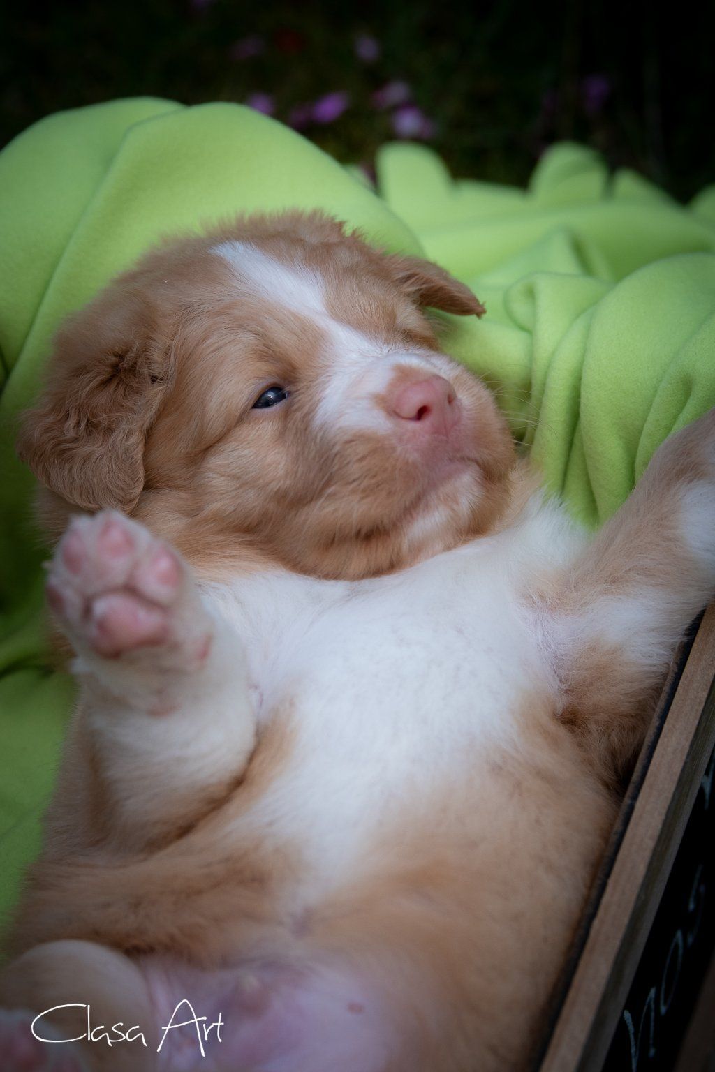 Passion And Fire NSDT Retriever