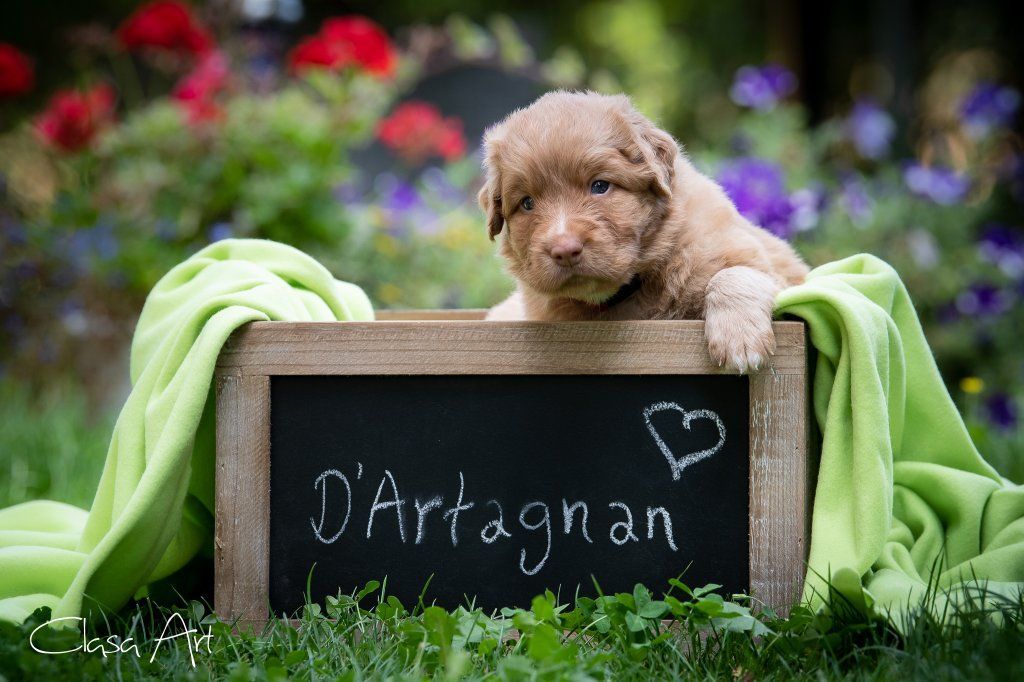 Passion And Fire NSDT Retriever