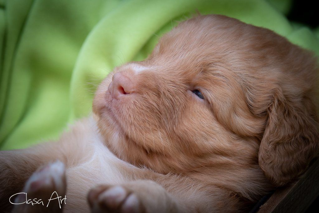 Passion And Fire NSDT Retriever