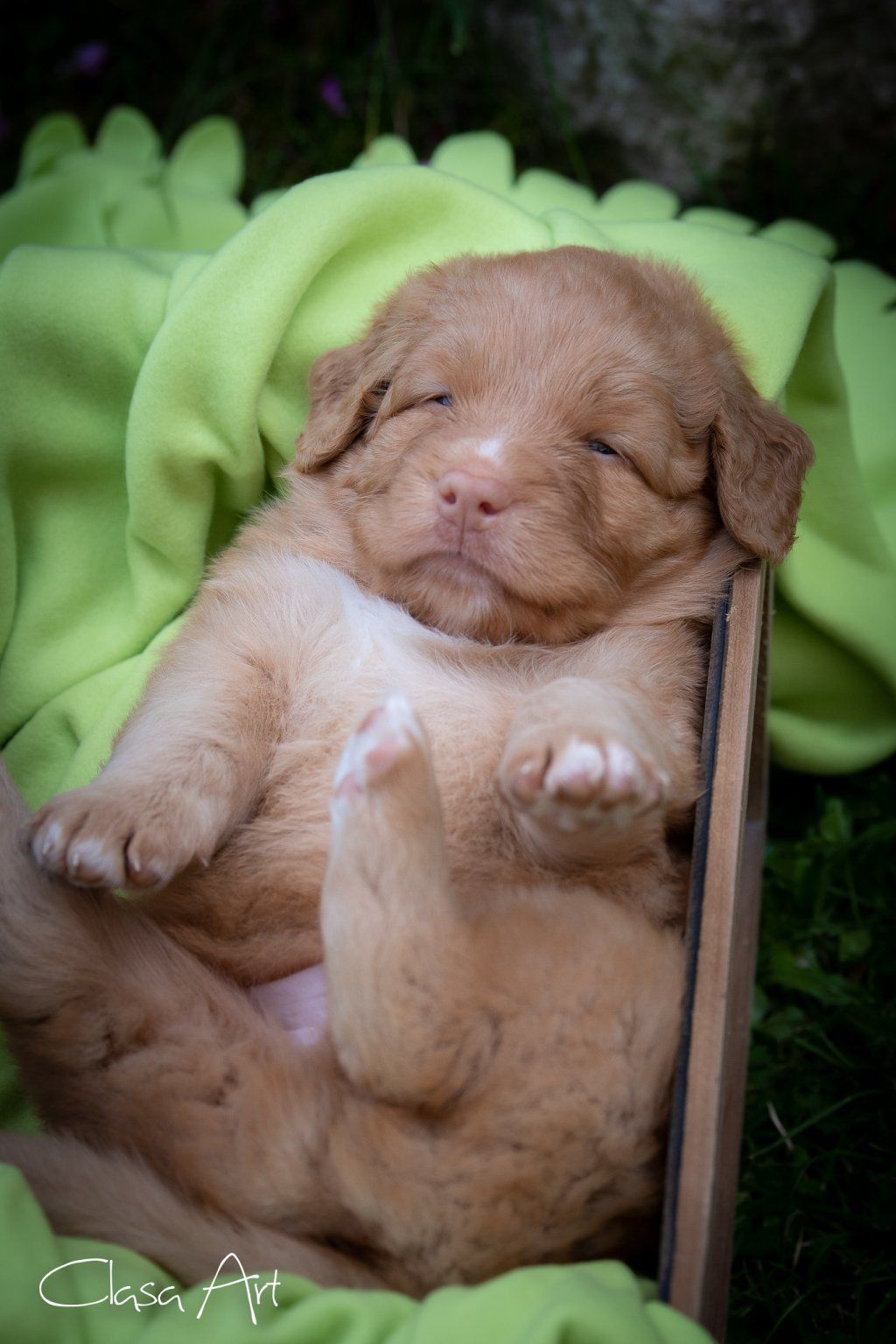 Passion And Fire NSDT Retriever