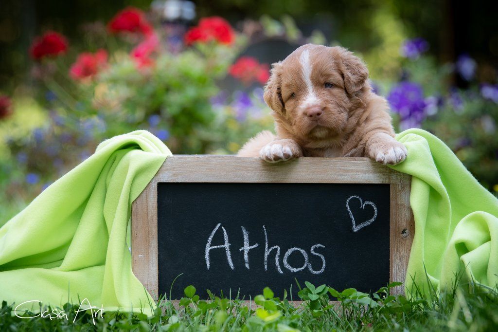 Passion And Fire NSDT Retriever