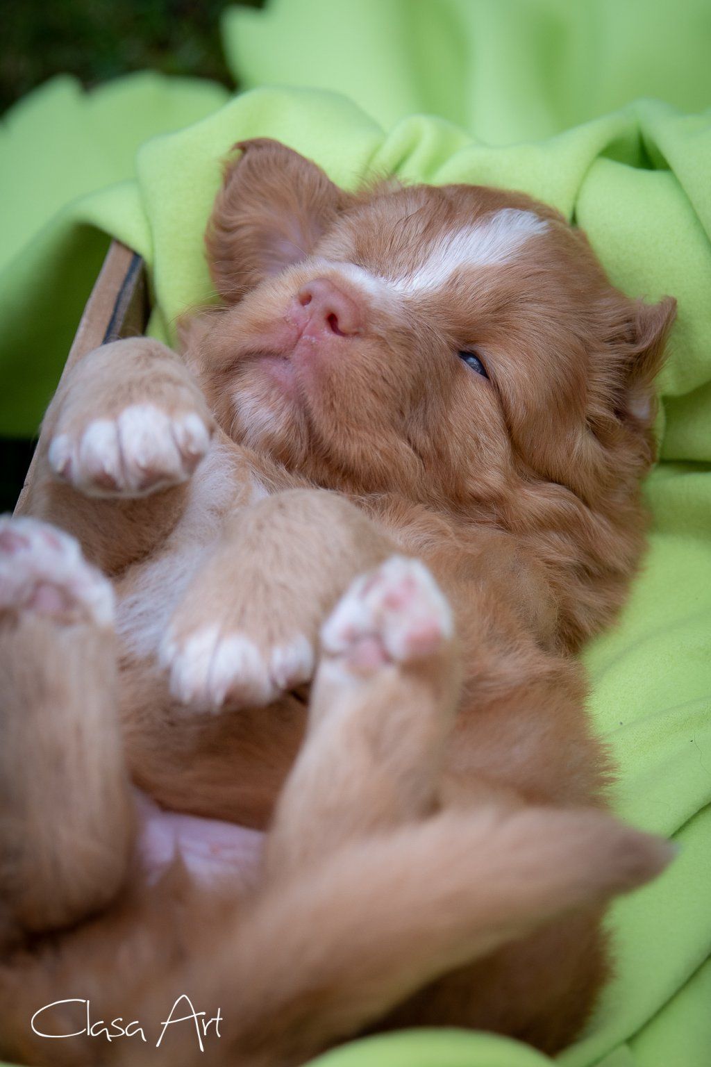 Passion And Fire NSDT Retriever