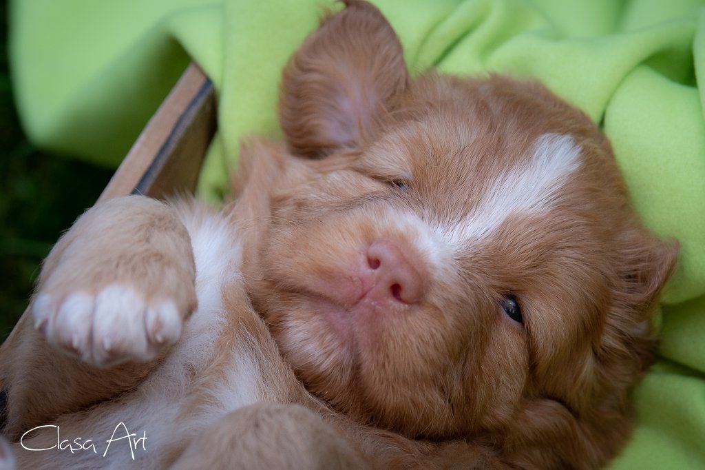 Passion And Fire NSDT Retriever