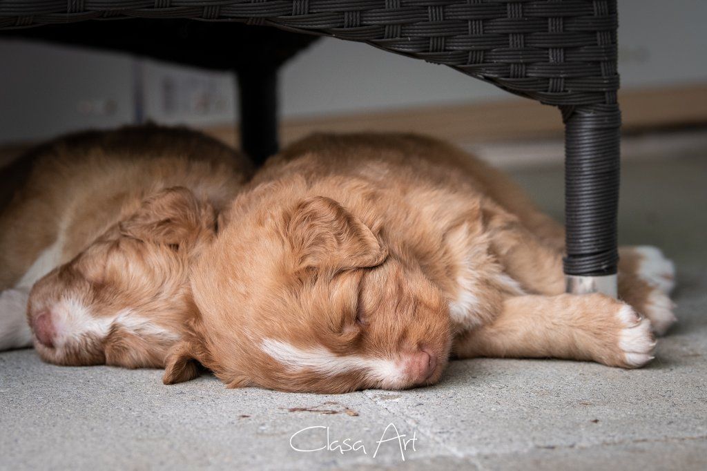 Passion And Fire NSDT Retriever