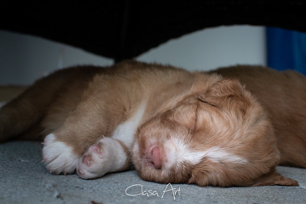 Passion And Fire NSDT Retriever