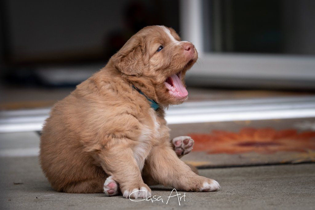 Passion And Fire NSDT Retriever