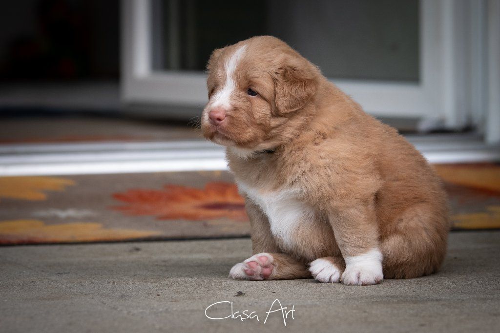 Passion And Fire NSDT Retriever