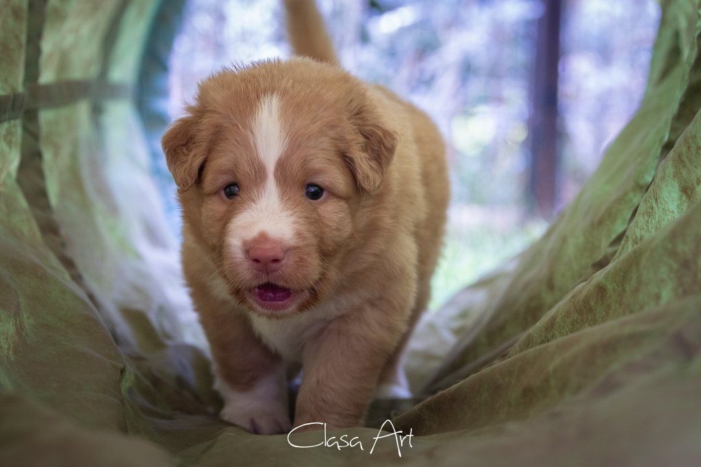 Passion And Fire NSDT Retriever