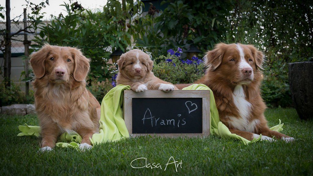 Passion And Fire NSDT Retriever