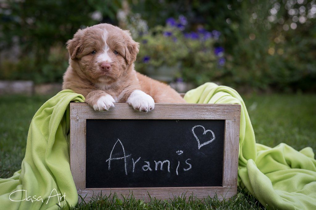 Passion And Fire NSDT Retriever