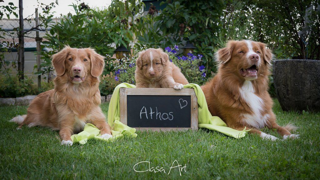 Passion And Fire NSDT Retriever