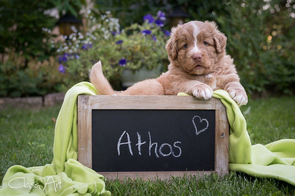 Passion And Fire NSDT Retriever