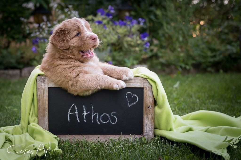 Passion And Fire NSDT Retriever