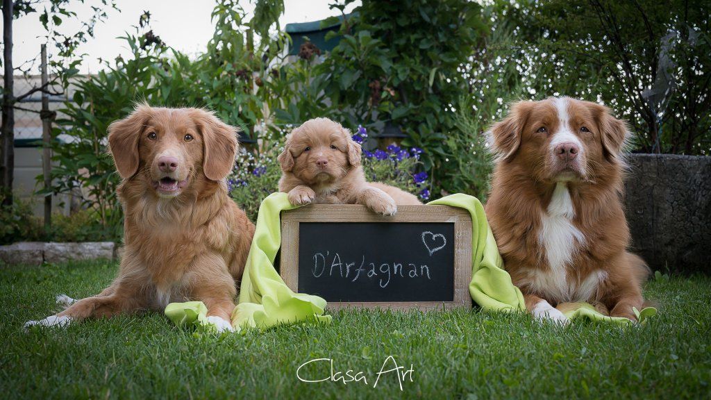 Passion And Fire NSDT Retriever