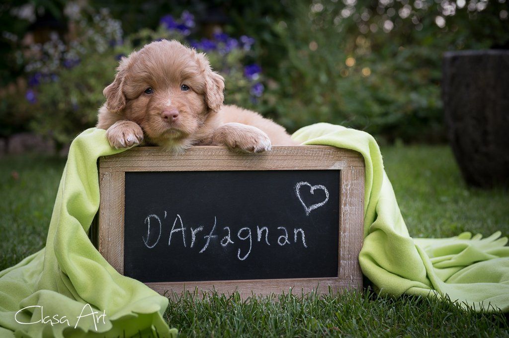 Passion And Fire NSDT Retriever