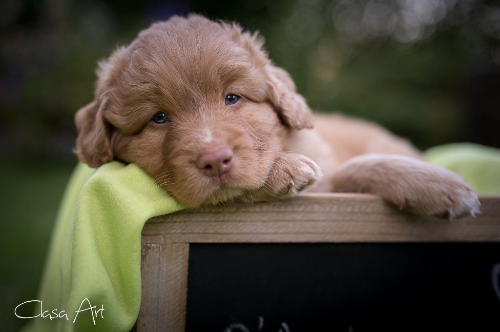 Passion And Fire NSDT Retriever