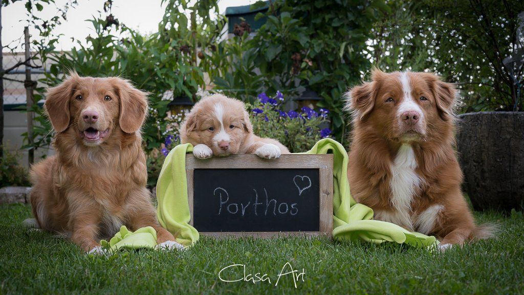 Passion And Fire NSDT Retriever