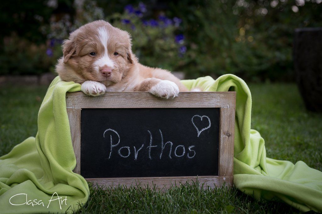 Passion And Fire NSDT Retriever