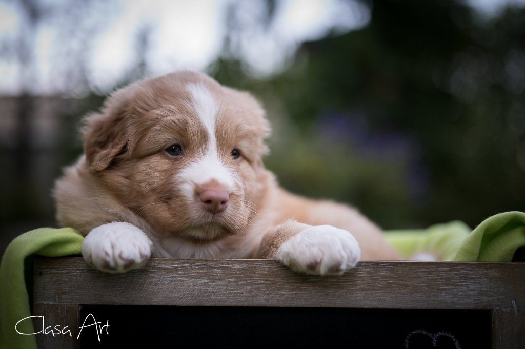 Passion And Fire NSDT Retriever