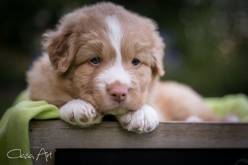 Passion And Fire NSDT Retriever