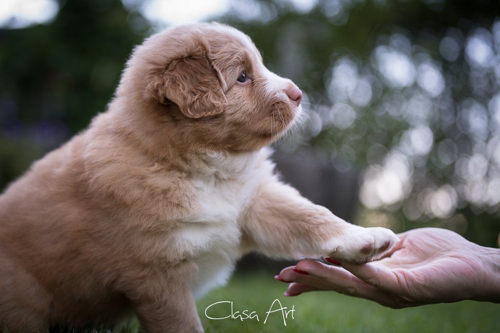 Passion And Fire NSDT Retriever