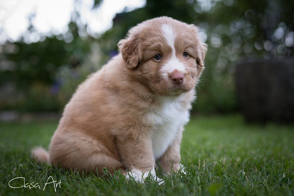 Passion And Fire NSDT Retriever