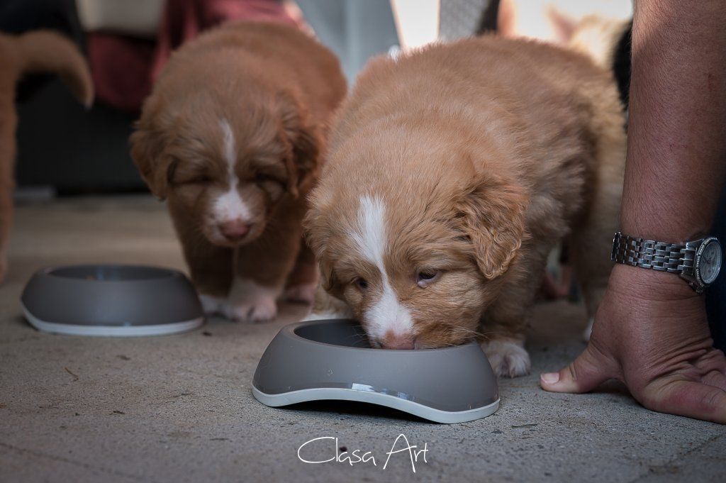 Passion And Fire NSDT Retriever