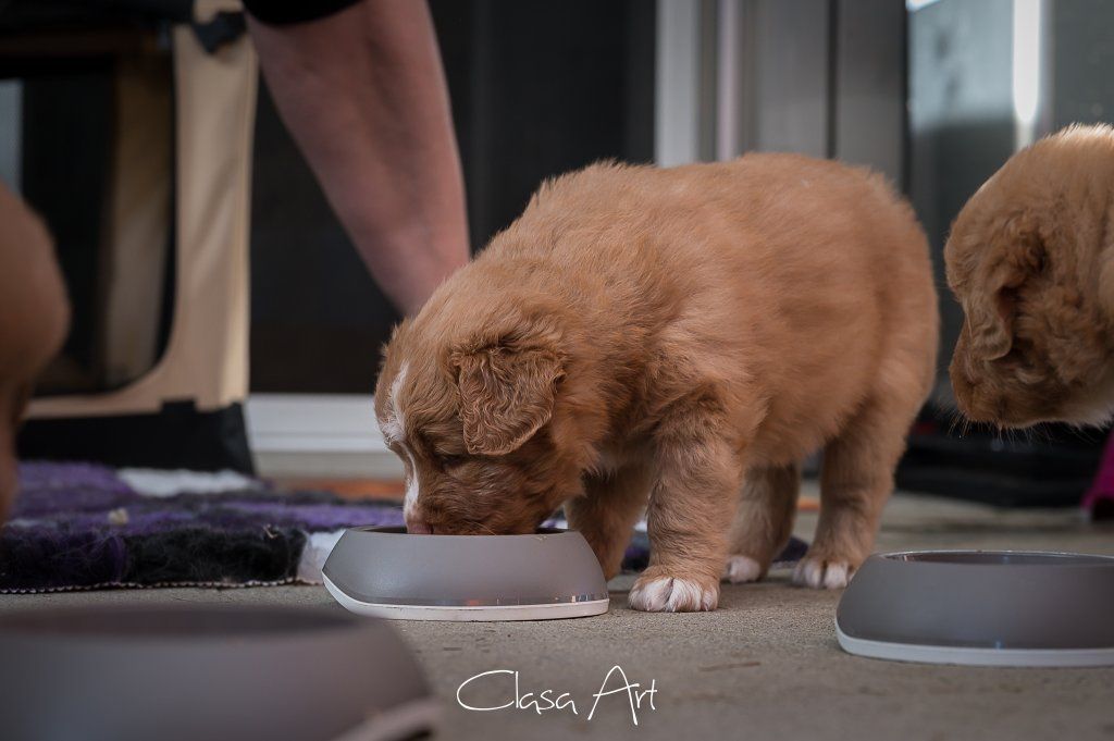 Passion And Fire NSDT Retriever