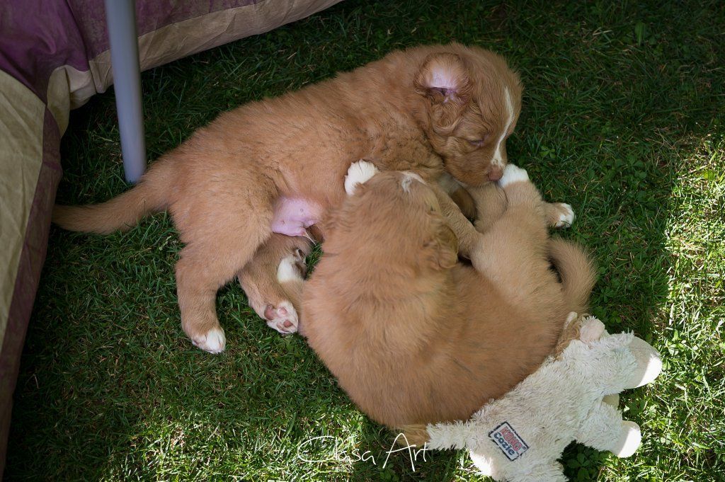 Passion And Fire NSDT Retriever