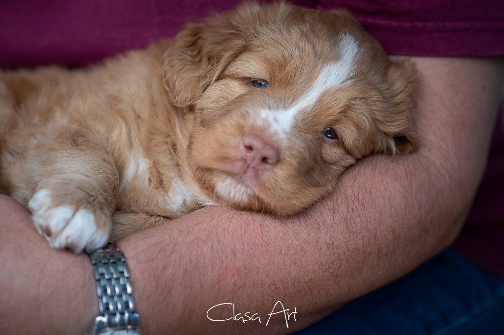 Passion And Fire NSDT Retriever