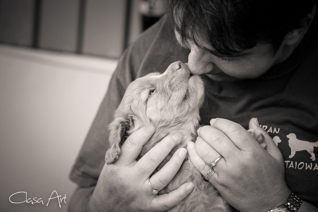 Passion And Fire NSDT Retriever