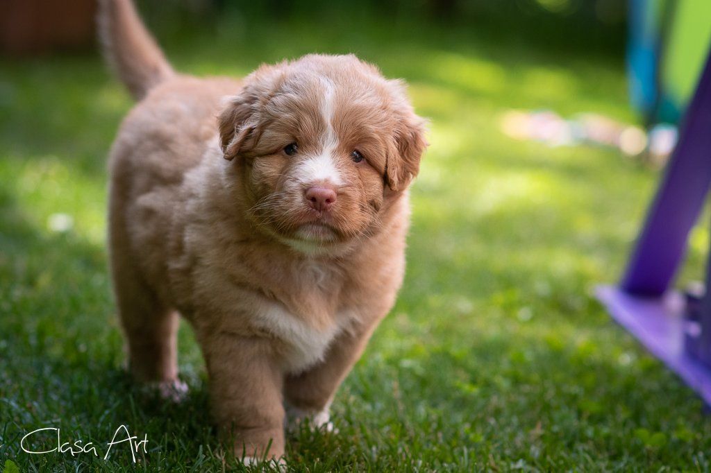 Passion And Fire NSDT Retriever