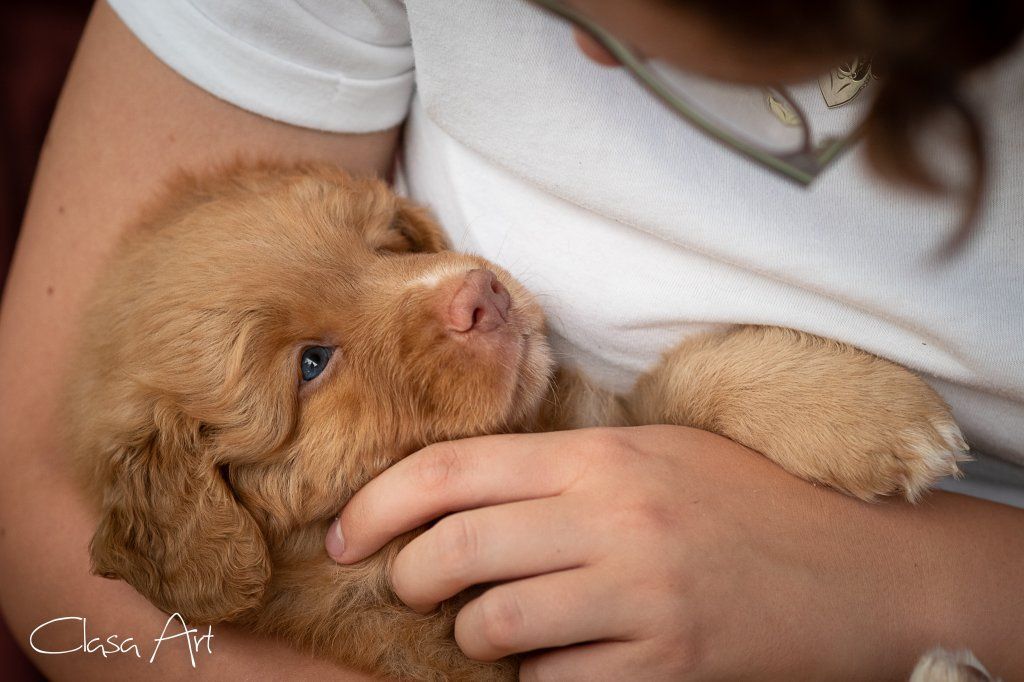 Passion And Fire NSDT Retriever