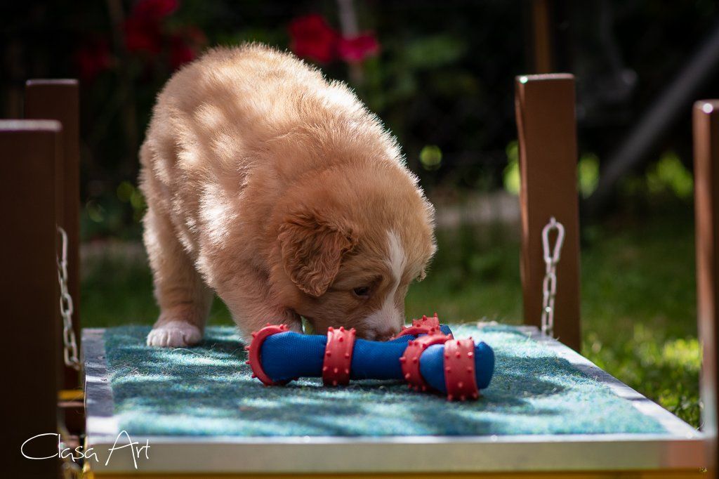 Passion And Fire NSDT Retriever