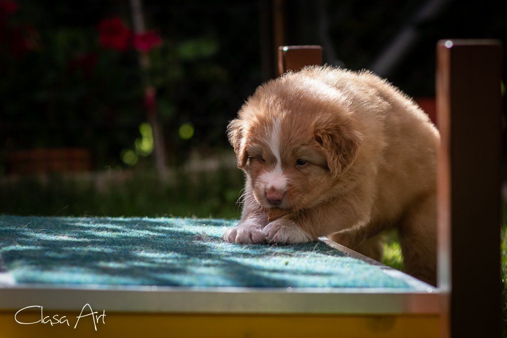 Passion And Fire NSDT Retriever