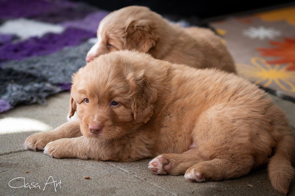 Passion And Fire NSDT Retriever