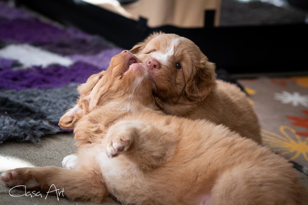 Passion And Fire NSDT Retriever